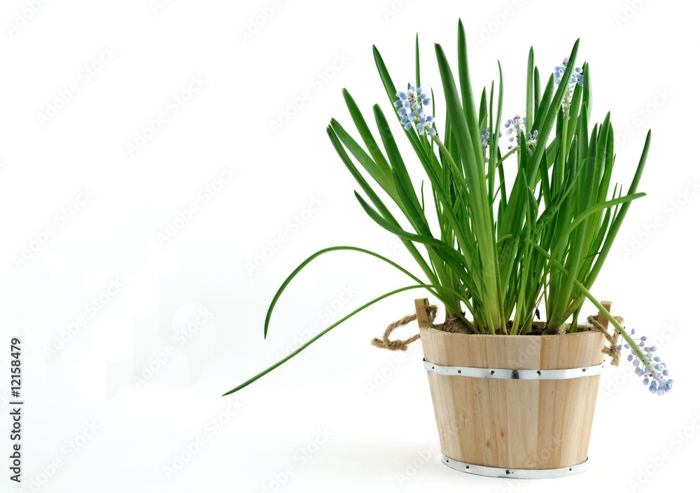 Muscari Muscari