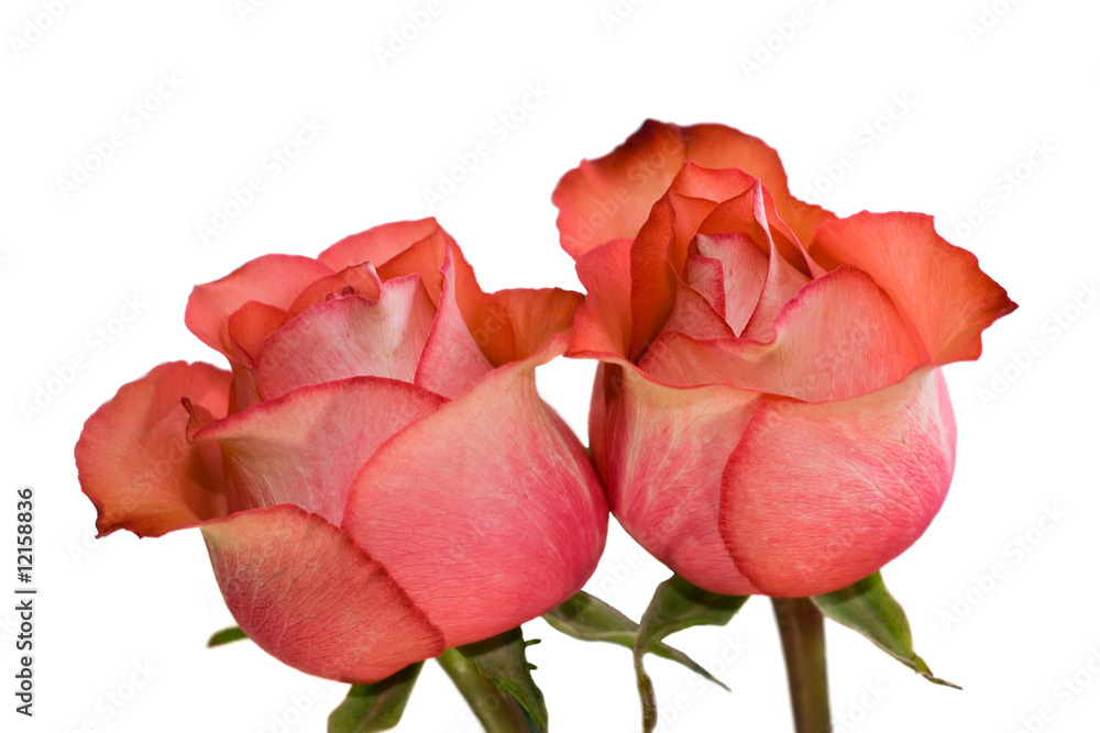close-up photo of two red rose close-up photo of two red rose