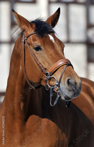 Fototapeta Naklejka Na Ścianę i Meble -  portrait of beautiful horse