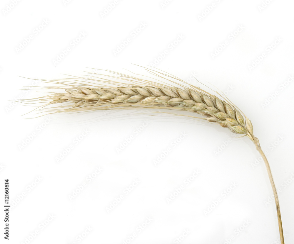 Wintertriticale Wintertriticale