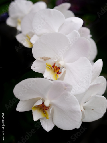 Fototapeta Naklejka Na Ścianę i Meble -  Phalaenopsis orchid