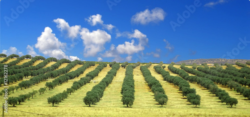 Olive trees field