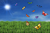Wild and Free Butterflies