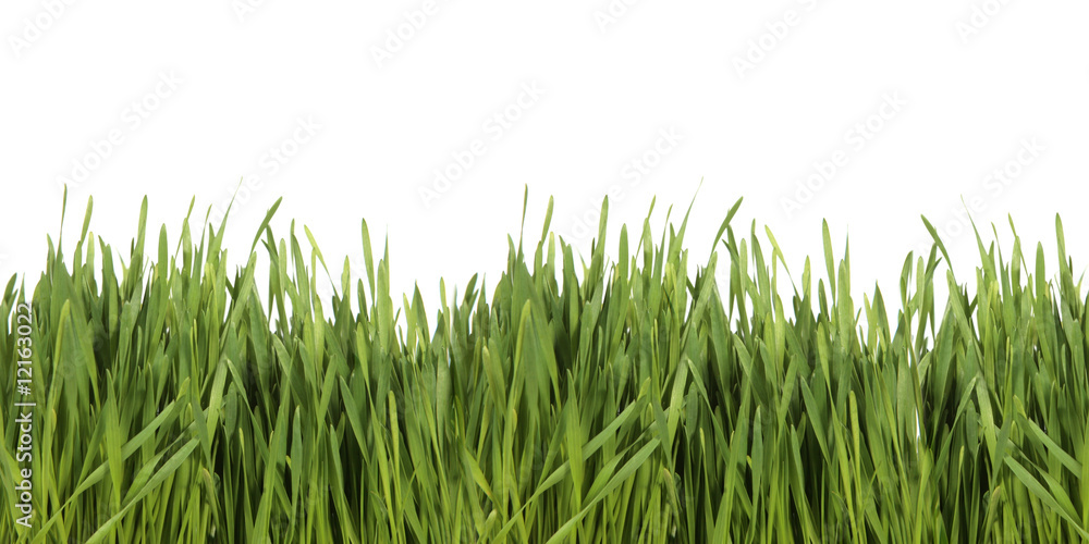 Obraz premium Green Grass on White Background