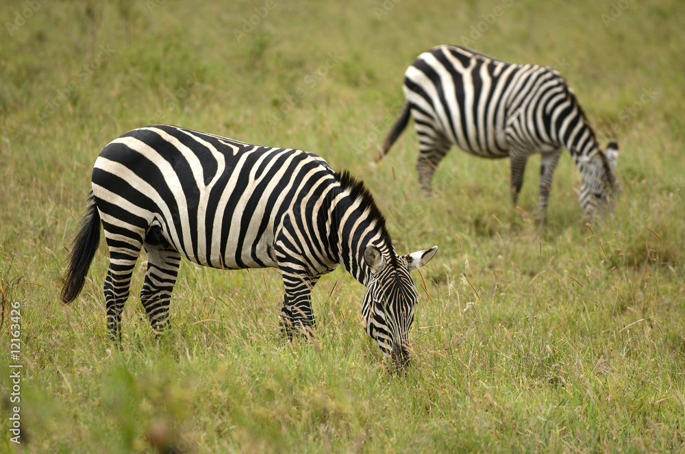 Zebras - African animals with white and black stripes. Zebras - African animals with white and black stripes.