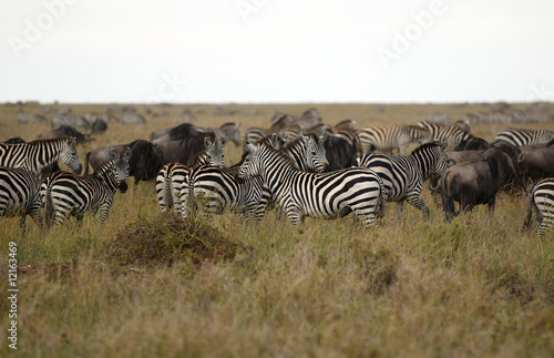 Photography Zebras - African animals with white and black stripes.