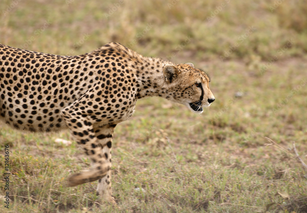 The cheetah, fastest land animal from the cat family. The cheetah, fastest land animal from the cat family.