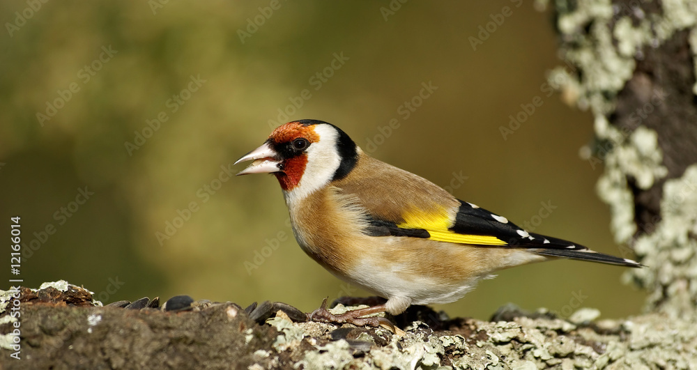 Obraz premium Chardonneret élégant