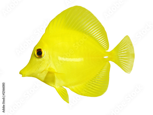 full side macro of yellow tang zebrasoma flavescens isolated