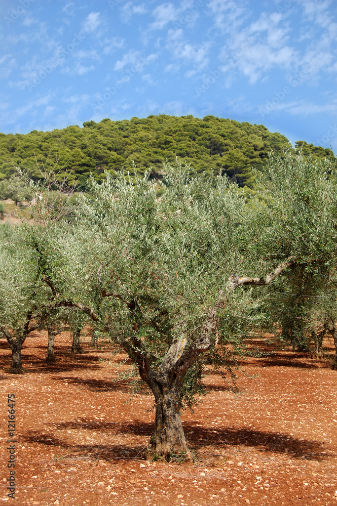 Fototapeta premium Olive trees plantation on the island of Zakynthos, Greece.