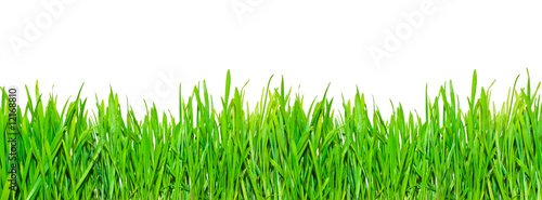 Spring grass