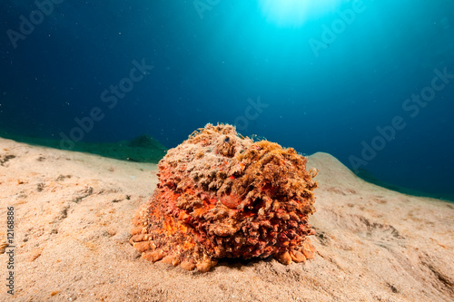 stonefish