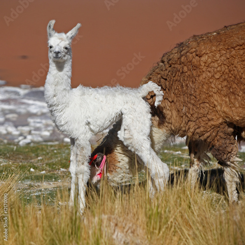 Baby of lama