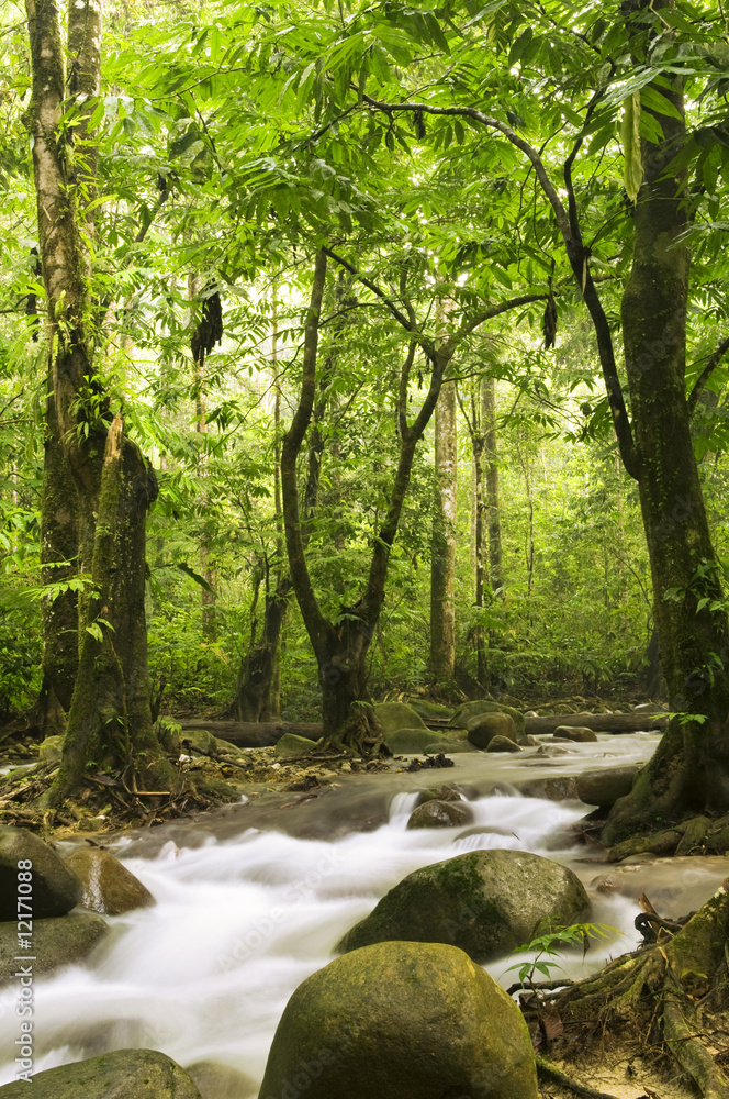 Obraz premium green forest and river