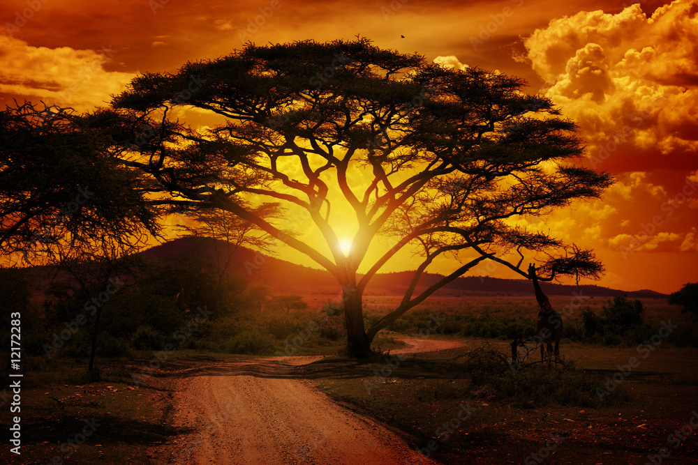 Africa Sunset - obrazy, fototapety, plakaty 