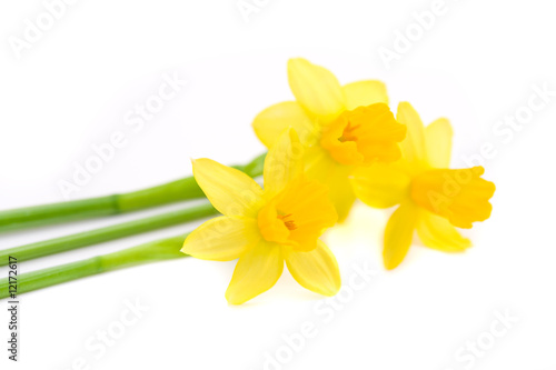 daffodils background