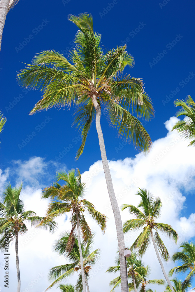 Palms against sky