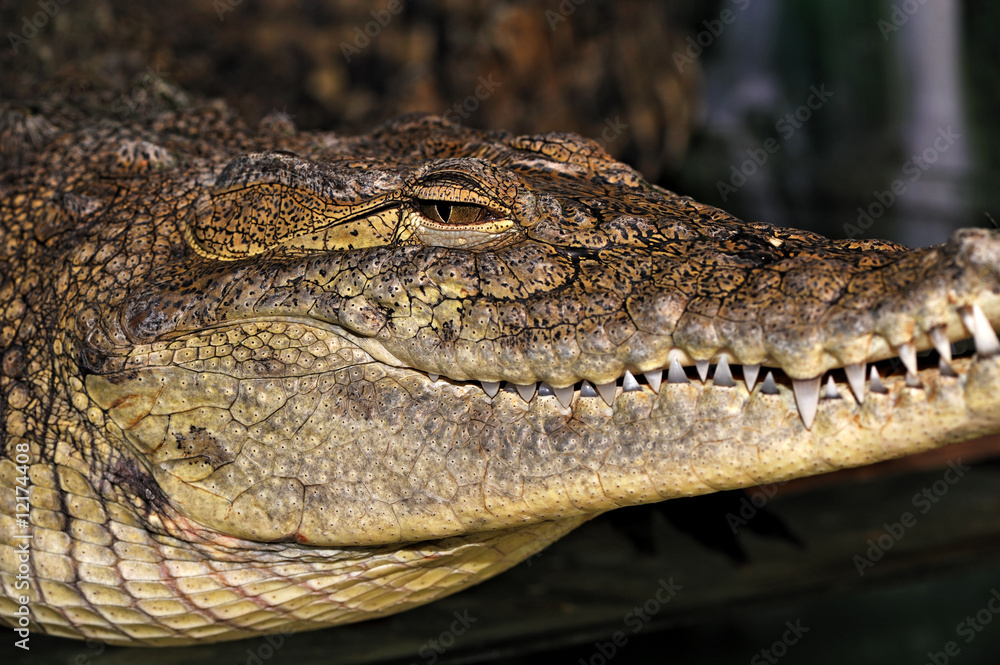 Fototapeta premium Crocodile