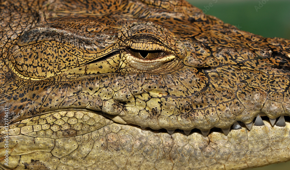 Naklejka premium Crocodile