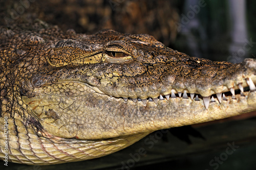Crocodile © kyslynskyy