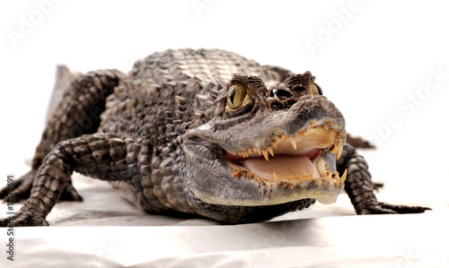 Crocodile