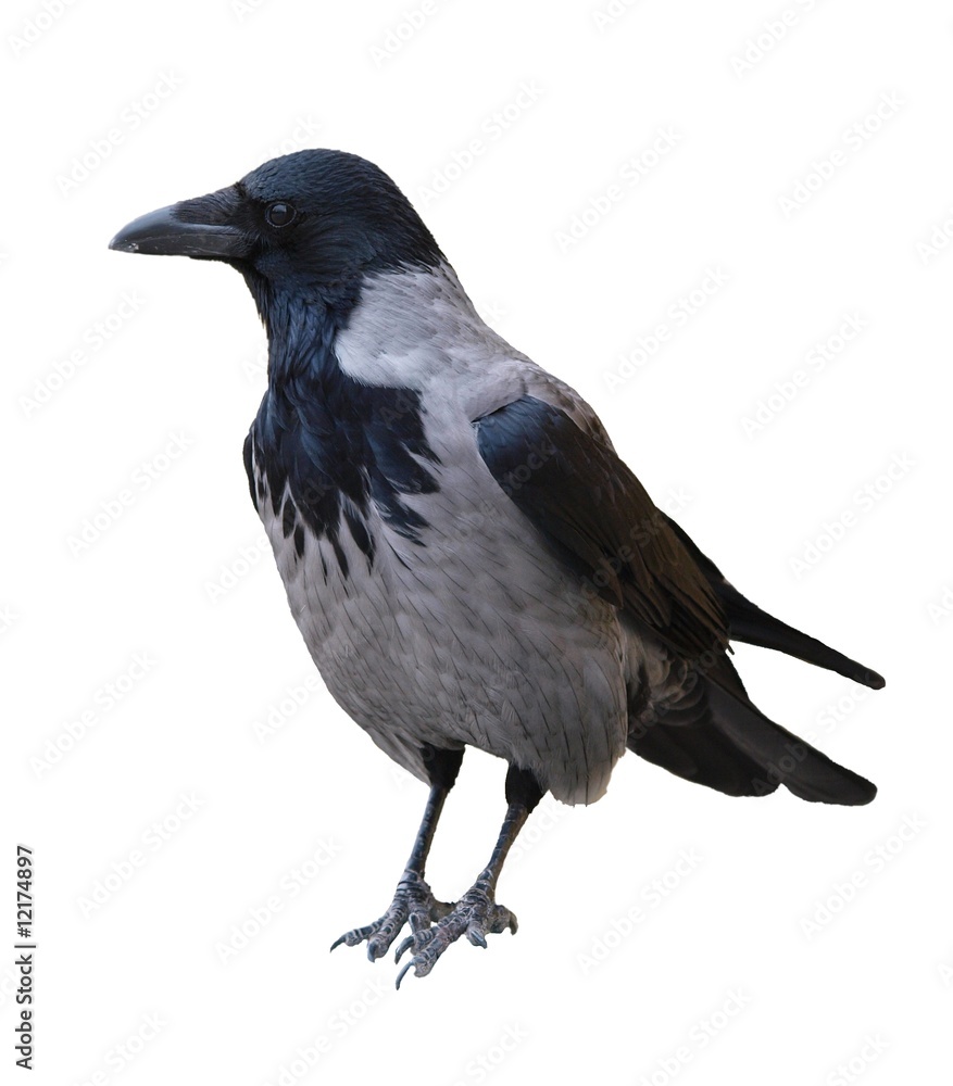 Fototapeta premium Nebelrähe/ Corvus Corone
