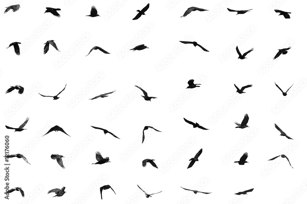 birds for background
