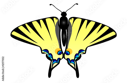 butterfly illustration 3