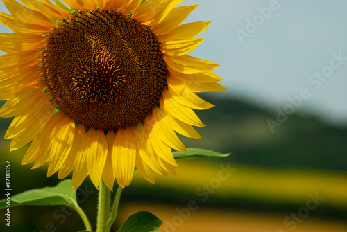 girasole