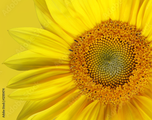 Beautiful Yellow Sunflower