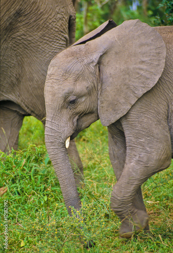 Elefanten im Massai Mara © RIWO.DOT