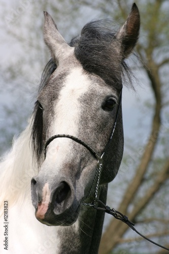 araber im wind