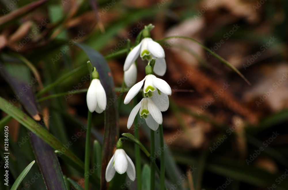 Fototapeta premium Arkadia