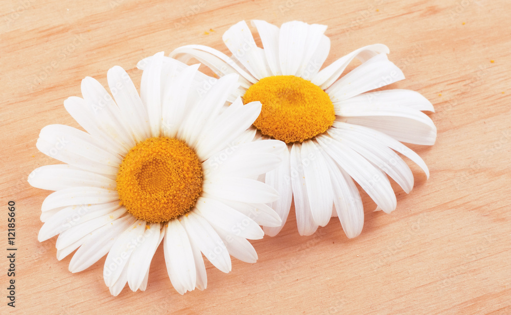 Obraz premium White daisies
