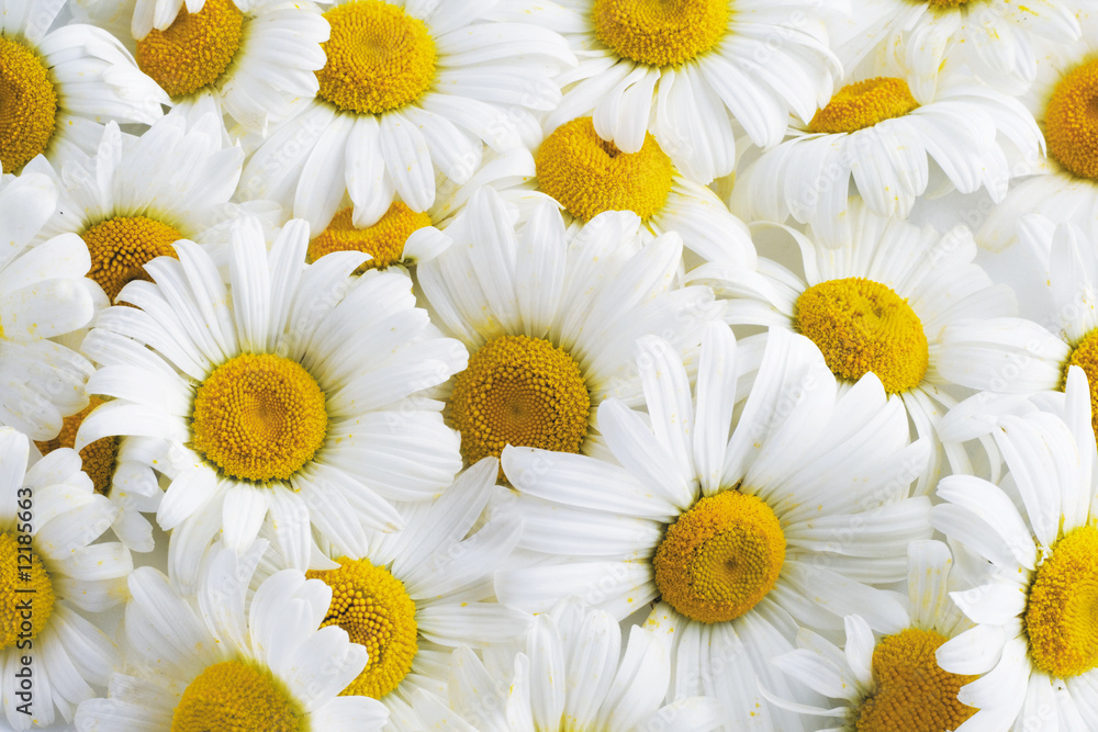 Fototapeta premium Background of white daisies