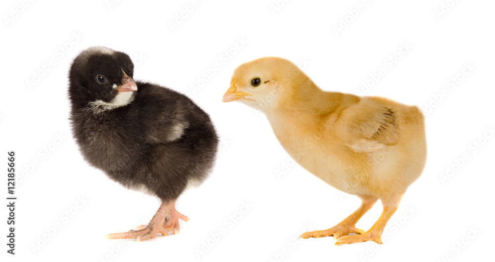 Two little chickens of different colors Two little chickens of different colors