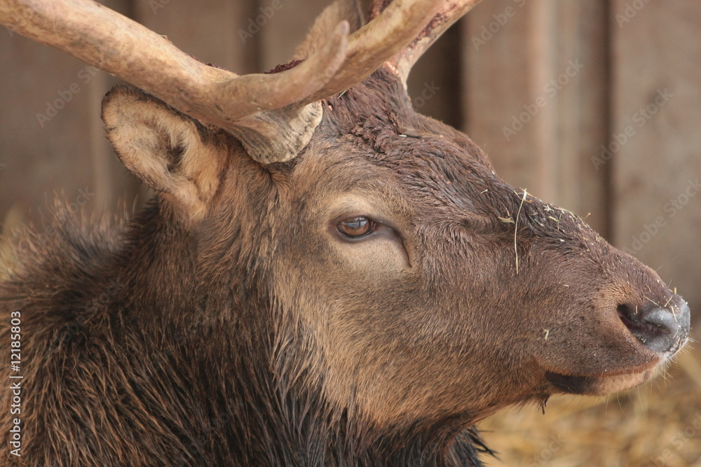 Fototapeta premium Hirsch
