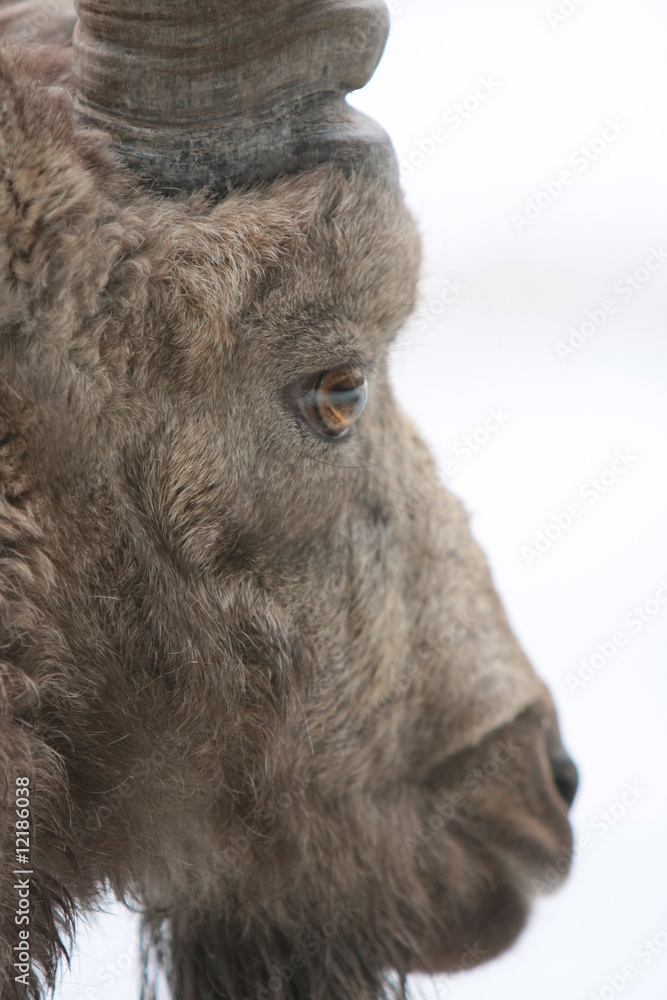 Steinbock