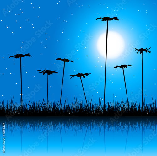 Night field and flowers