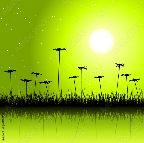 Night field and flowers