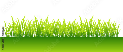 Spring, green grass for your design