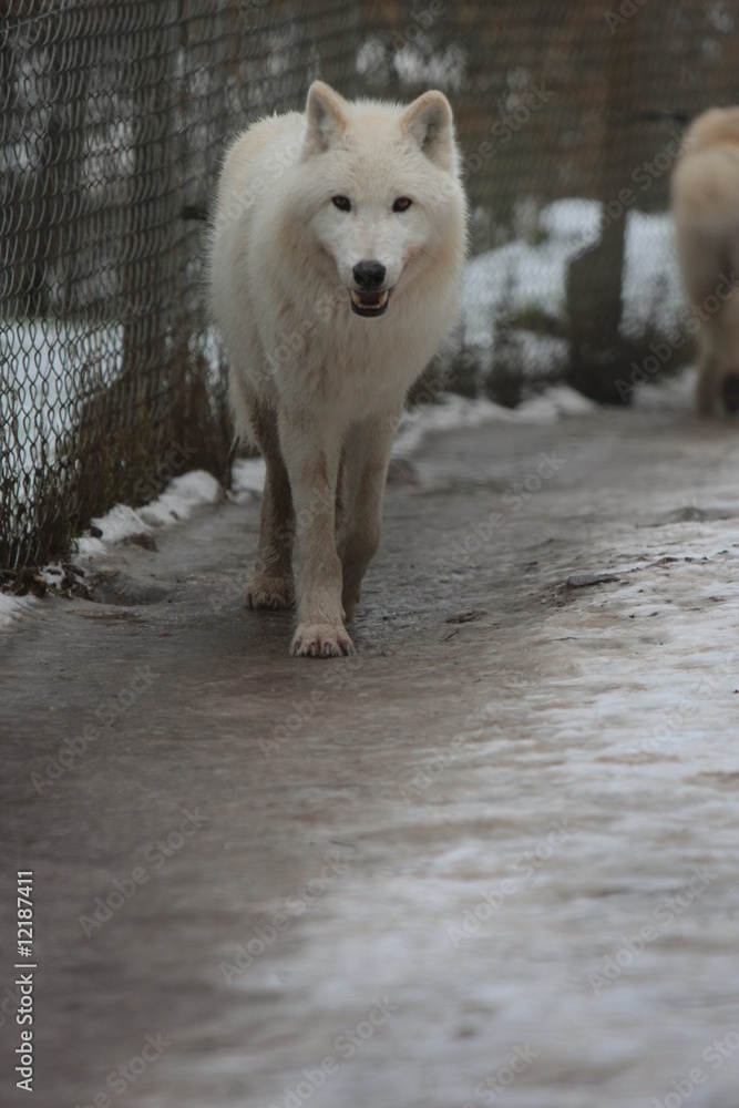 Fototapeta premium Wolf