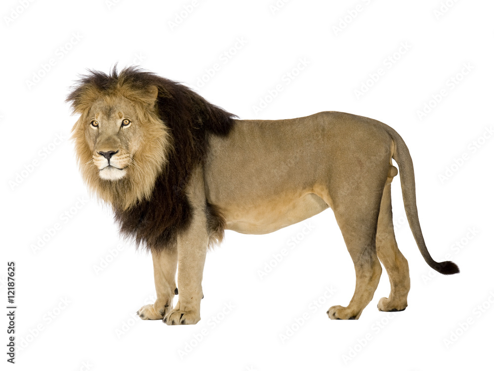 Obraz premium Lion (4 and a half years) - Panthera leo