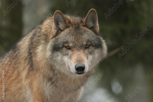 Wolf © Petra Kohlstädt