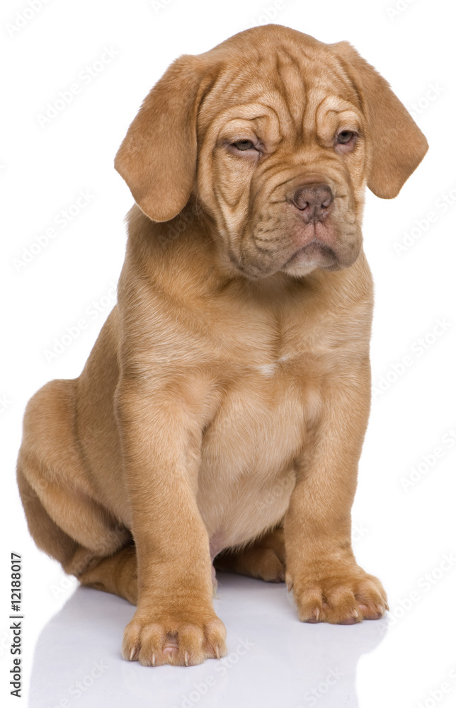 Dogue de Bordeaux puppy (2 months)