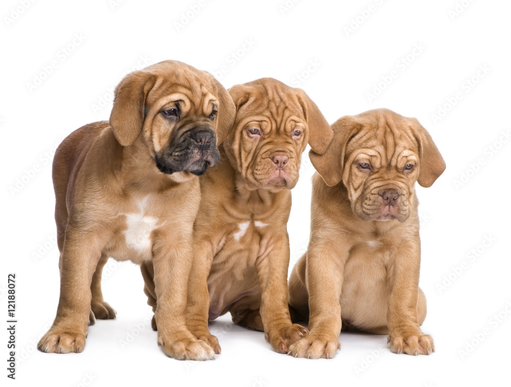 Obraz premium Dogue de Bordeaux puppy (2 months)
