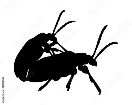 Käfer bei der Paarung