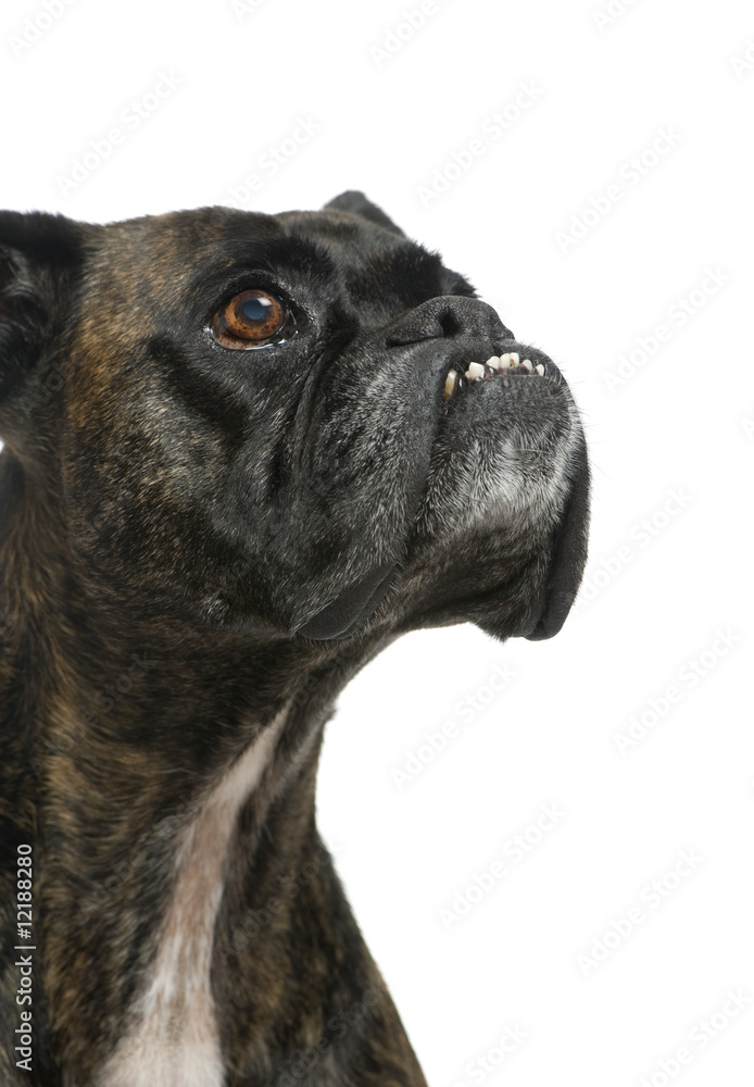Close up on a Boxer