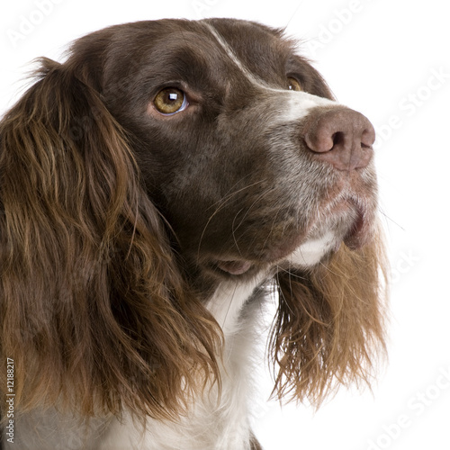 English Springer Spaniel (2 years) photo