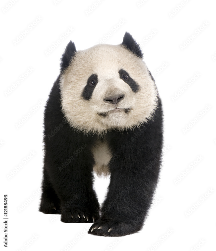 Obraz premium Giant Panda (18 months) - Ailuropoda melanoleuca